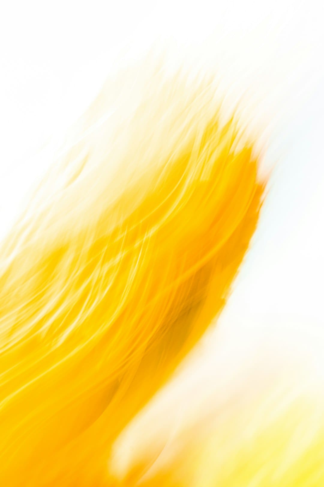 蟋蟀又称什么名字